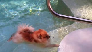 Pomeranian living the life