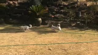Dog Chases Its Friend with Sprinkler