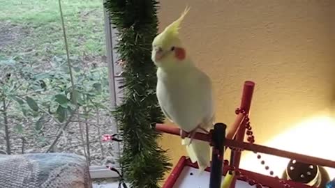 Birds Say the Darnedest Things I Funny Bird Compilation