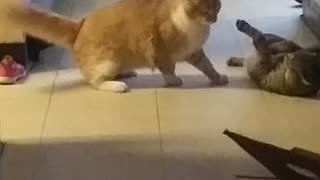 Cat playing/fight