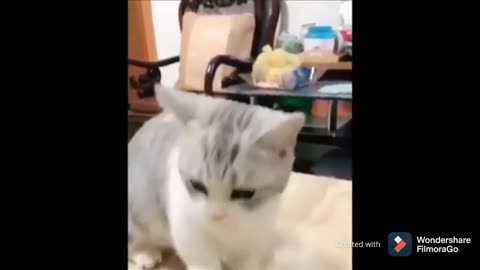 cute cat & dogs funny clip