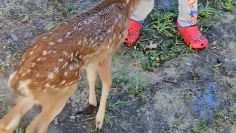 Police officers rescue an injured baby deer