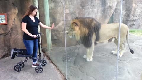 This Lion Really Wants Her Scooter
