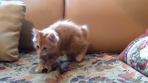 A Cute Little Kitten Playing With His Toy Mouse