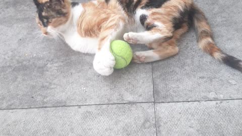 My Gorgeous Ginger Cat Loves Playing with Cricket Ball