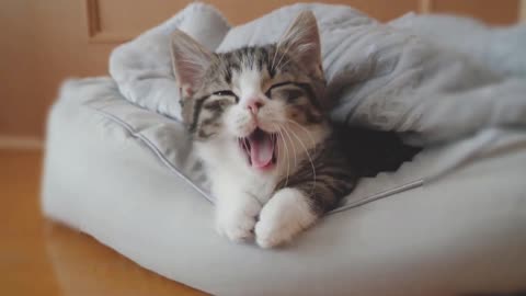 Cute cat playing with little chicks.