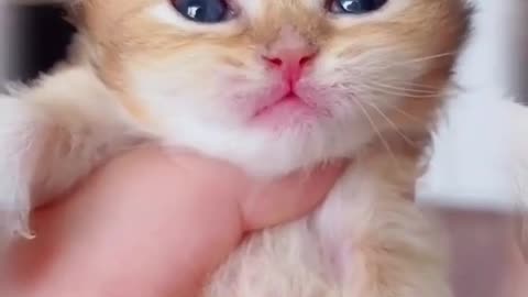 Cute cate 😳😳cute sound
