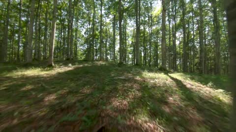Drone captured breathtaking footage of maneuvering between trees