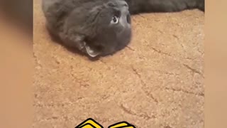 Cute video about the cat.