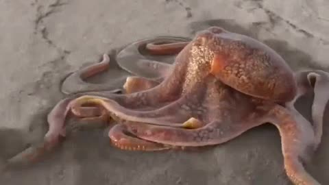 OCTOPUS on beach. smooth moving.
