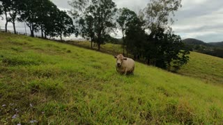 Square Meater Bull over Drought master, Thanks John for the tour