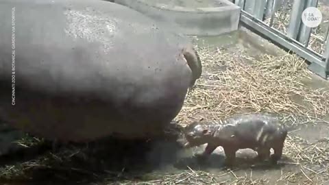 Cincinnati Zoo welcomes new baby hippo to family