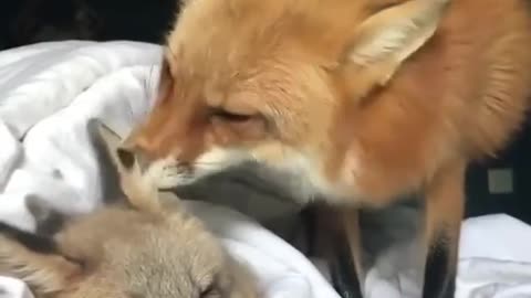 Cute foxes kiss