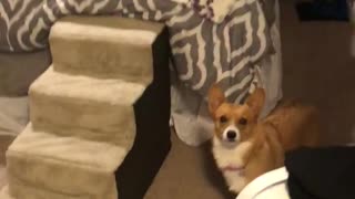 Luna The Corgi Is Afraid Of Balloons