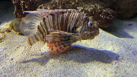 Fish in Aquarium Underwater