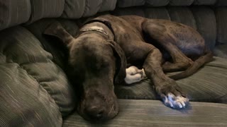 Service Dog: Napping on the Couch while My Girl does her schoolwork...