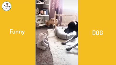 Funny Everyday 🐶 Funny Dogs - Cue Baby Dog