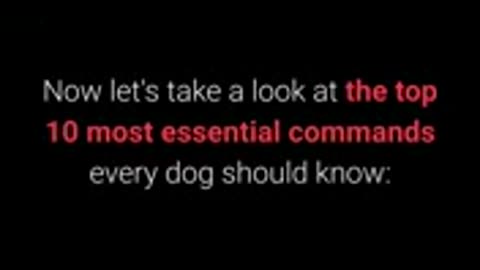 Basic dog training..top 10 essential command every dog should know.