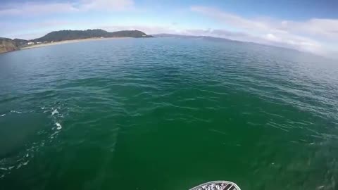 Funny Orca inspects a paddle boarder.(Cute Video)