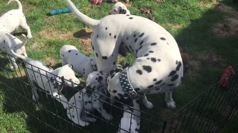 Dalmatian dad jumps into puppy pen to bond with his kids