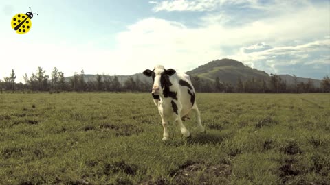 Funny Cow Dance