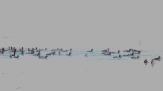 Redheaded Ducks, Over Exposed To Get A Good Look