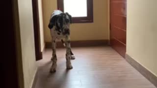 Great Dane puppy howls when owner comes home then jumps out the window