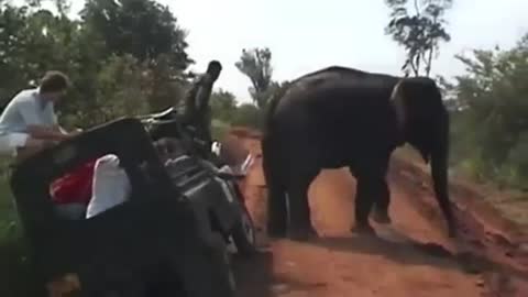 Elephant attack in sri lanka