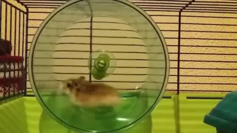 Funny Hamster 😂| The Pet Philosopy 😻🐶🐯😺🐰