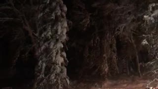 Giving the Snowy Tree a Shake