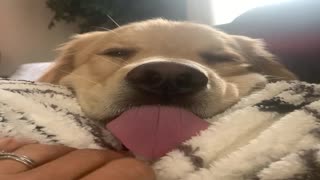 Lazy Retriever Sticks His Tongue Out