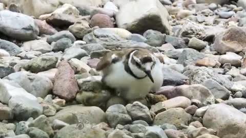 bird on stone