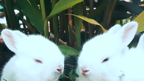 Cute Rabbits Resting On A Pot With A Plant