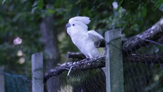 Funny Jumper Parrot Pretend To Be Helicopter