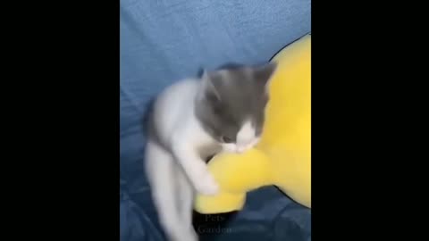 Weird But Cute Cat, The Best Moments 6 Seconds