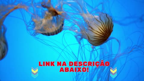 VIDEOS COMPILED WITH SEA JELLYFISH UNDERWATER SWIMMING ON THE BOTTOM OF THE SEA FREE IN NATURE!