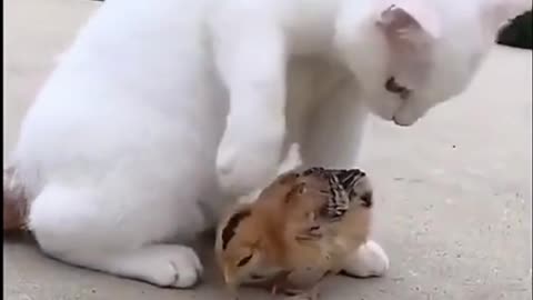 mommy cat