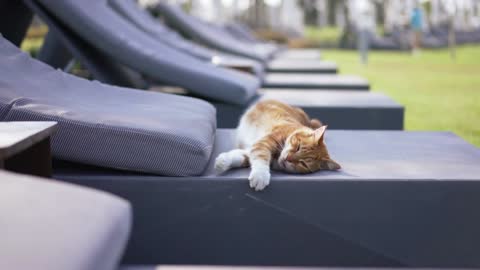 Side view row of sun lounges with relaxed red cat stretching in sunbeam