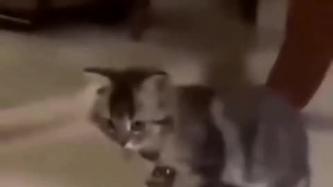 Cat Dance with fish