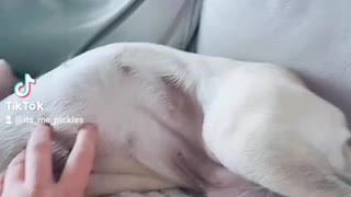 Lazy puppy loves getting belly rubs