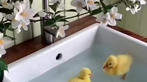 Baby ducks in sink