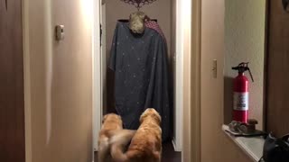 Adorable Golden Retrievers Afraid By T-Rex Blanket Challenge