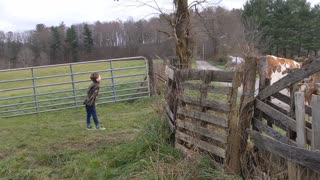 6 year old herding cows