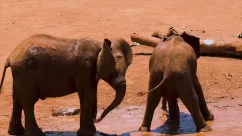2 baby Elephant play each other
