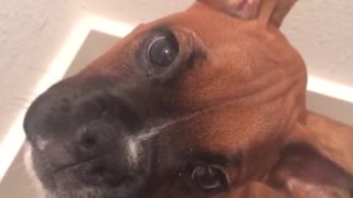 Boxer confused at owner making weird noises