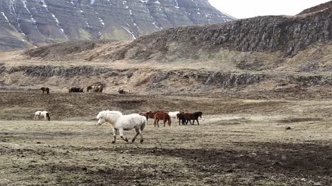 Herd of Icelandic horses beautiful calm animal