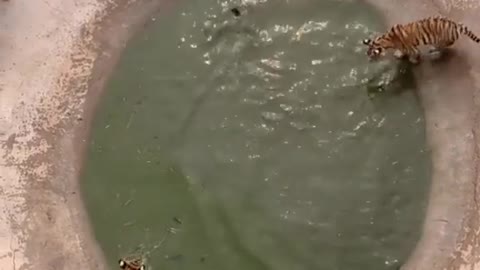 A duck scaping from tigers