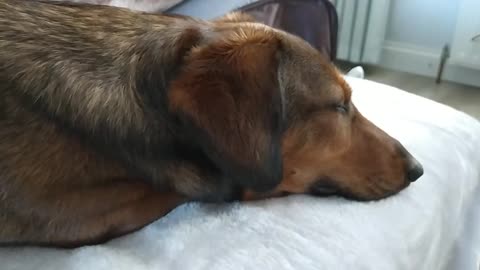 When you know you have a daschund