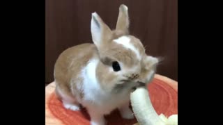 A little Rabbit Eats Bananas.