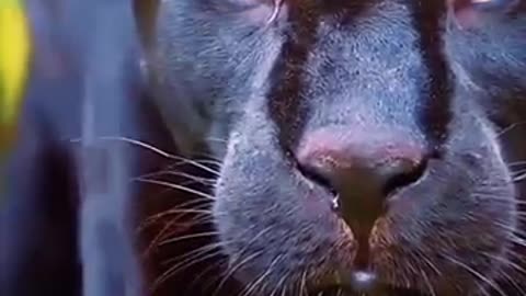 Animal video